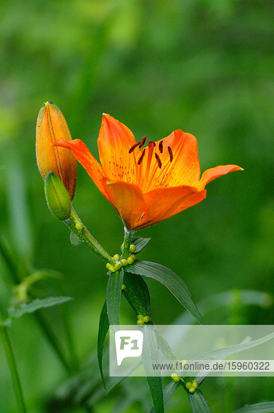 Nahaufnahme der Orangenlilie (Lilium bulbiferum)  Steiermark  Österreich