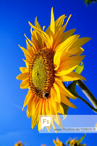 Nahaufnahme einer blühenden Sonnenblume (Helianthus annus)