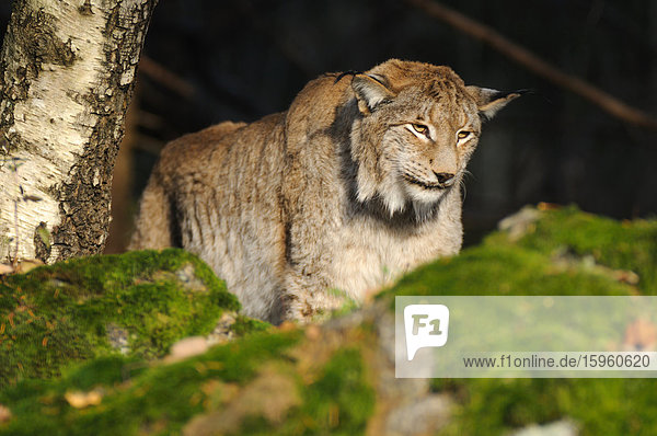 Bobcat (Lynx rufus) im Wald  Bayern  Deutschland