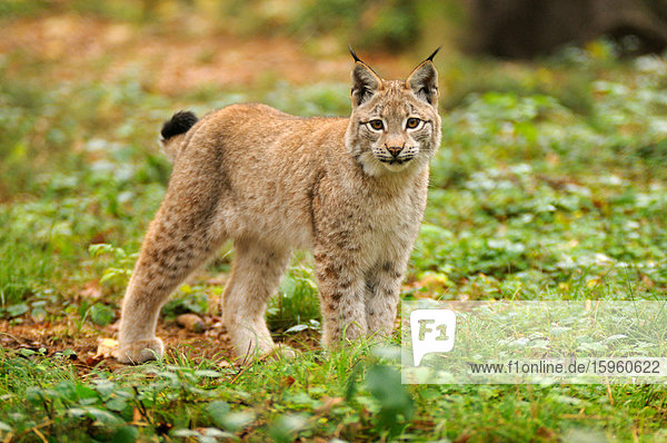 Bobcat (Lynx rufus) stehend im Wald  Bayern  Deutschland