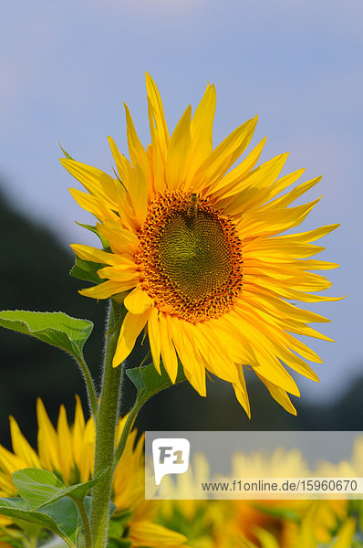 Nahaufnahme einer blühenden Sonnenblume (Helianthus Annus)