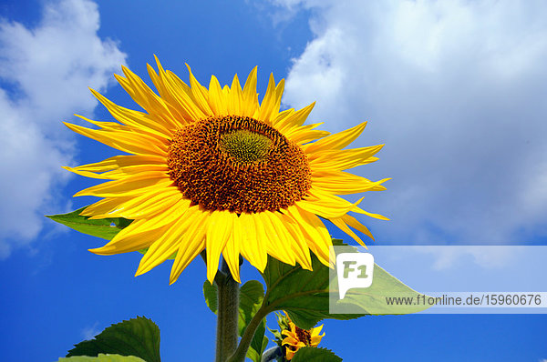 Nahaufnahme einer blühenden Sonnenblume (Helianthus Annus)