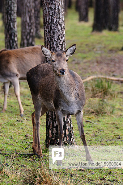 Zwei Red Deer (Cervus Elaphus) im Wald  Bayern  Deutschland