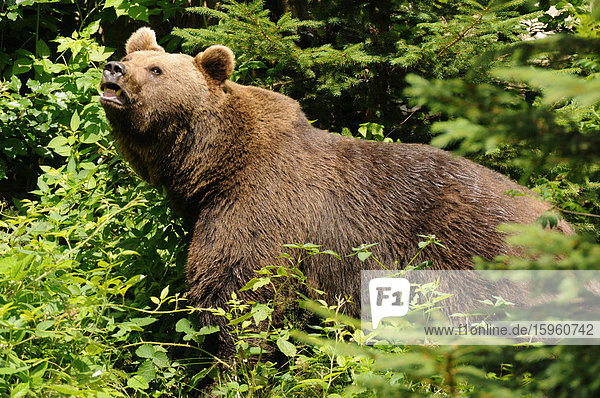 Nahaufnahme des Braunbären (Ursus Arctos) im Wald  Nationalpark Bayerischer Wald  Bayern  Deutschland