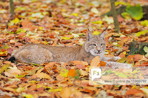 Bobcat (Lynx rufus) rastend im Wald  Nationalpark Bayerischer Wald  Bayern  Deutschland