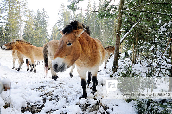 Przewalski-Pferde (Equus caballus przewalskii) im Wald  Nationalpark Bayerischer Wald  Bayern  Deutschland