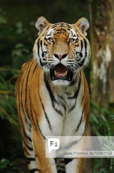 Sibirischer Tiger  Panthera tigris altaica