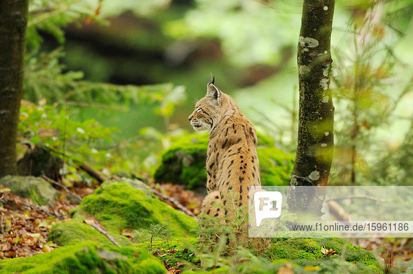 Luchs (Lynx lynx) auf Waldboden sitzend  Bayrischer Wald  Deutschland  Rückansicht
