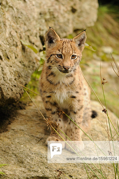 Junger Luchs (Lynx lynx) auf Felsen sitzend  Bayrischer Wald  Deutschland  Frontalansicht