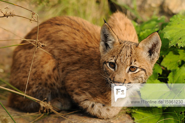 Junger Luchs (Lynx lynx) auf Boden kauernd  Bayrischer Wald  Deutschland