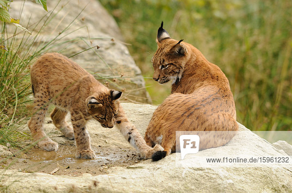 Luchsjunges (Lynx lynx) mit Schwanz des Muttertieres spielend  Bayrischer Wald  Deutschland