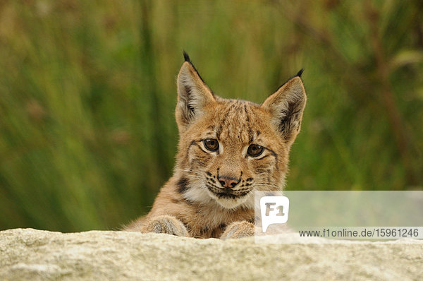 Junger Luchs (Lynx lynx) auf Felsen liegend  Bayrischer Wald  Deutschland  Frontalansicht