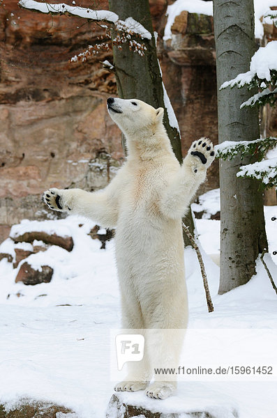 Eisbär (Ursus maritimus) auf Hinterpfoten im Schnee stehend