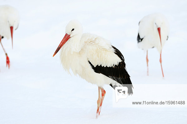 Three White Storks (Ciconia ciconia) in the snow