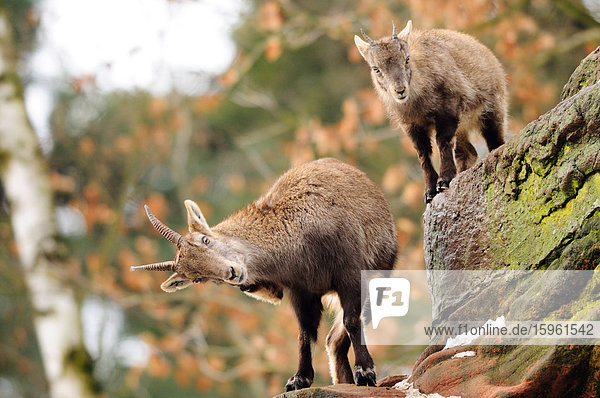 Zwei Alpensteinböcke (Capra ibex ibex) klettern auf Felsen  Bayern  Deutschland  Flachwinkelansicht