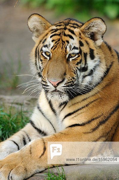 Liegender Sibirischer Tiger (Panthera tigris altaica)