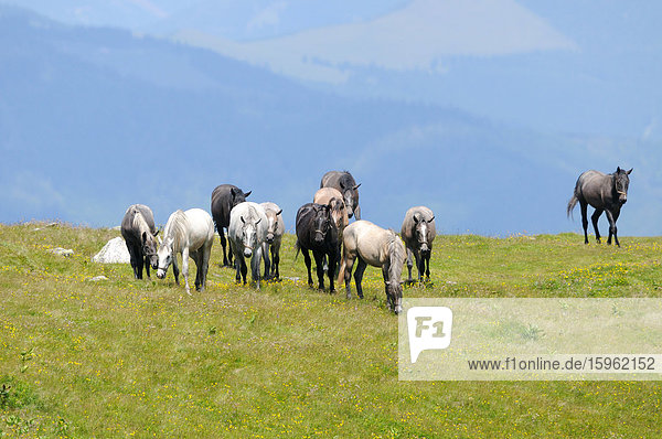 Pferde auf der Alm  Österreich