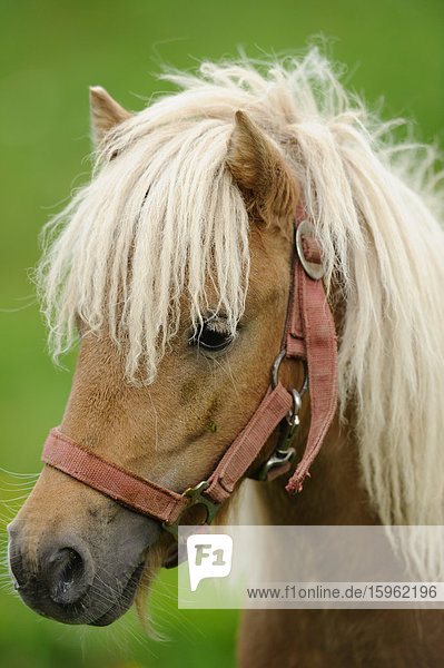 Welsh-Pony  Porträt