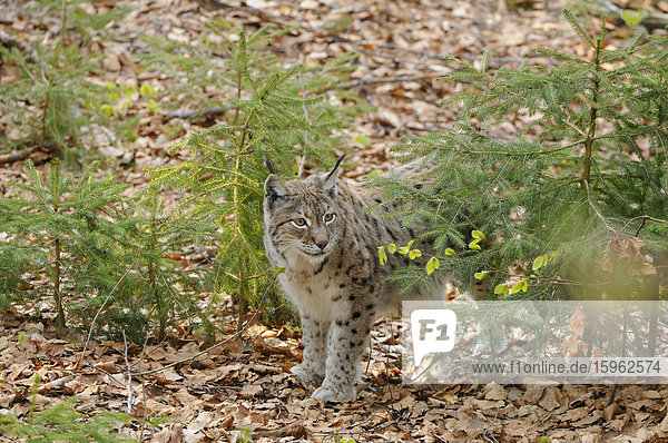 Luchs (Lynx lynx) im Nationalpark Bayerischer Wald,  Bayern,  Deutschland