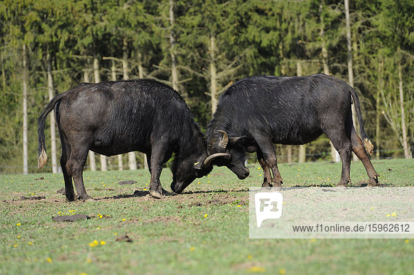 Zwei Wasserbüffel (Bubalus arnee) kämpfen