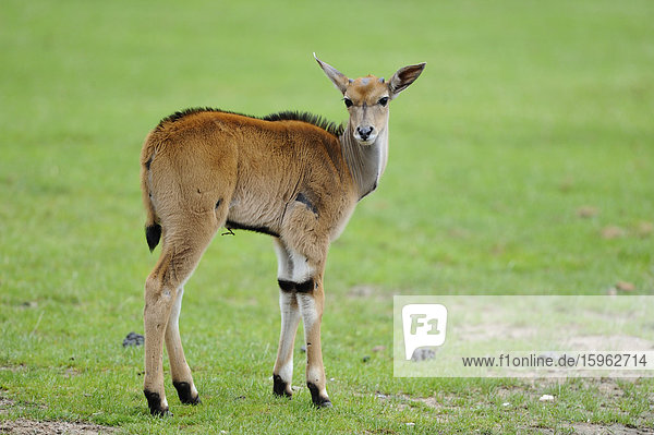 Junge Elenantilope  Taurotragus oryx