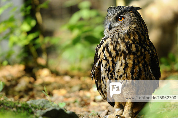 Eurasian Eagle-Owl (Bubo bubo) in the NP Bavarian Forest  Germany