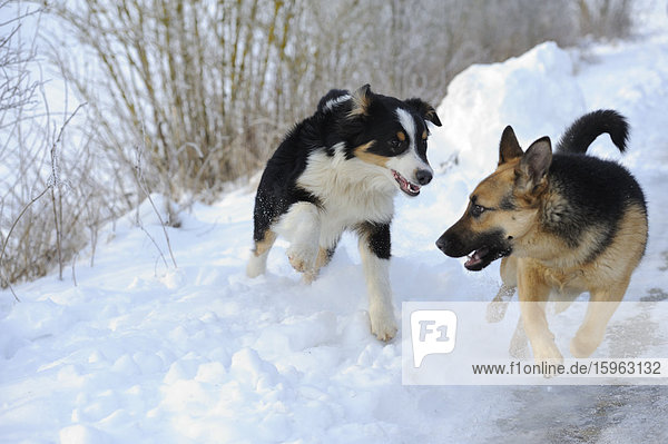 Australian Shepherd und Deutscher Schäferhund laufen im Schnee
