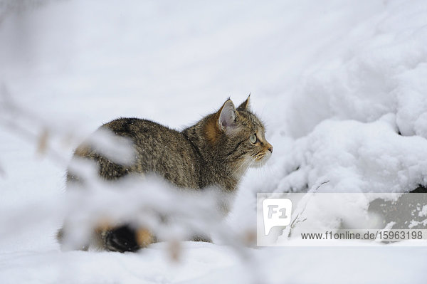 Europäische Wildkatze (Felis silvestris silvestris) im Schnee