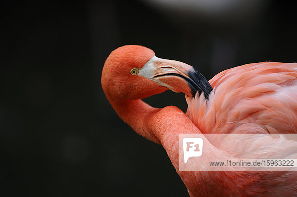 Roter Flamingo (Phoenicopterus ruber)  close-up
