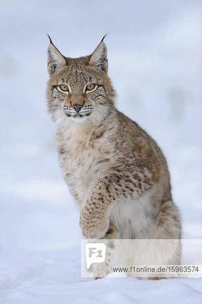 Luchs  lynx lynx  im Schnee  Bayern  Deutschland  Europa