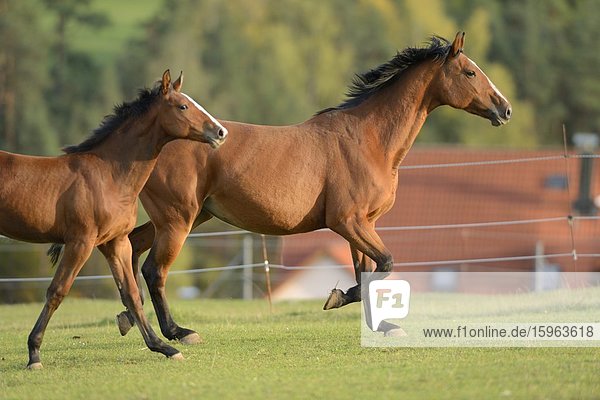 Zwei Pferde rennen auf der Weide