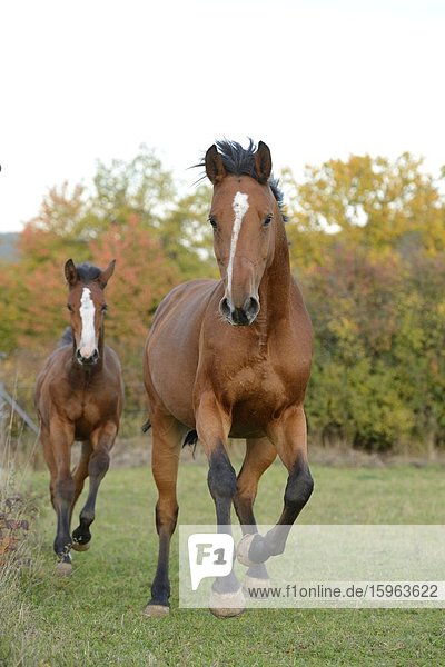 Zwei Pferde rennen auf einer Wiese