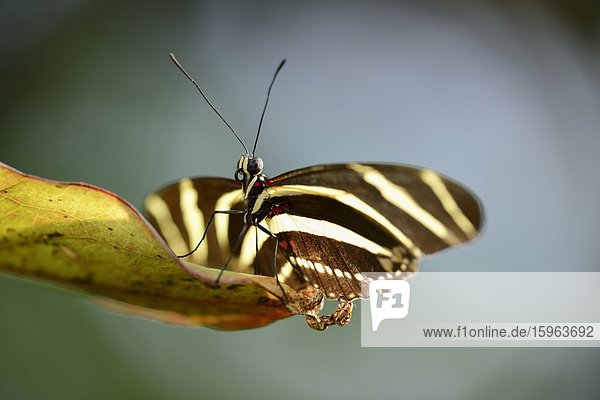 Schmetterling Zebrafalter (Heliconius charithonia) auf einem Blatt