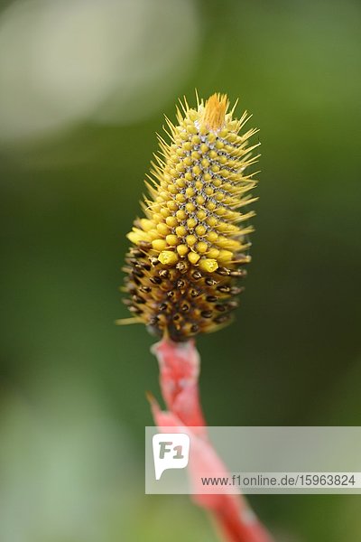 Blühende Achmea pineliana