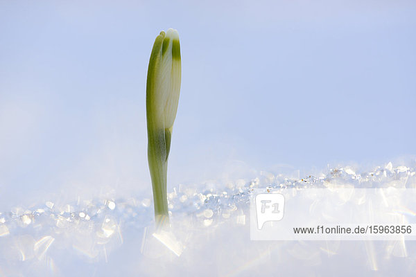 Blüte eines Märzenbechers (Leucojum vernum) im Schnee