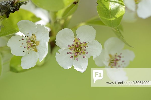 Blüten eines Birnbaums im Frühling