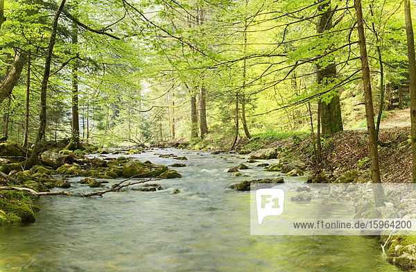 Fluss in einem Wald in Oberösterreich  Österreich