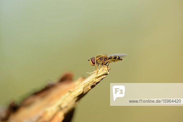 Marmeladenschwebfliege (Episyrphus balteatus)