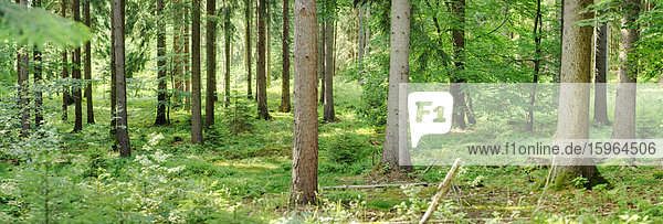 Baumstämme im Wald  Bayern  Deutschland