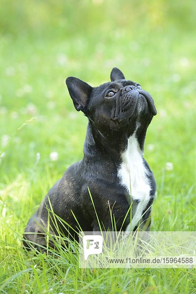 Französische Bulldogge im Gras schaut nach oben