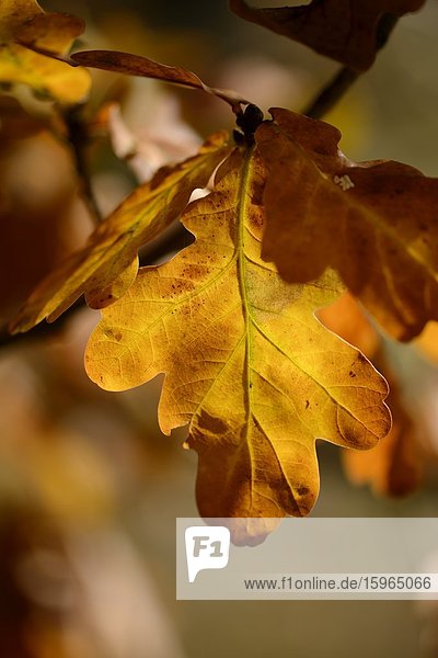 Blätter der Stieleiche (Quercus robur) im Herbst