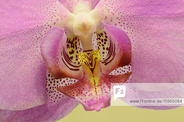 Blüte einer bunten Phalaenopsis