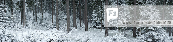 Wald im Winter  Oberpfalz  Bayern  Deutschland