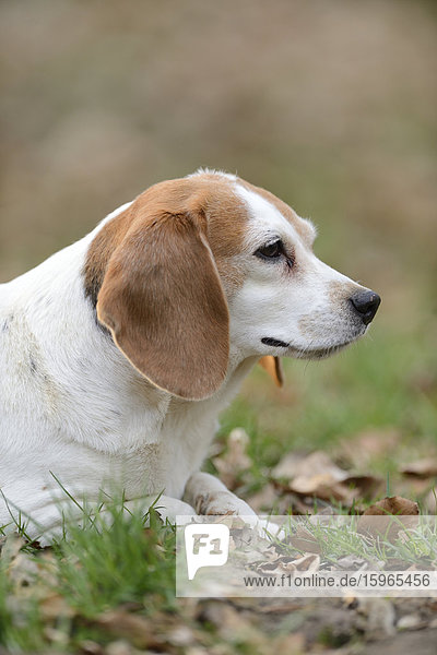 Close-up eines Beagles im Garten