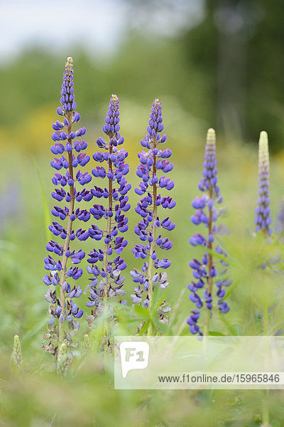 Blue lupin blossoms in spring