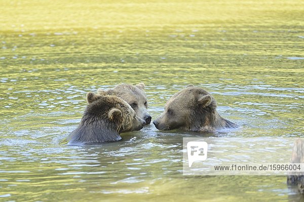 Drei Braunbären spielen in einem See