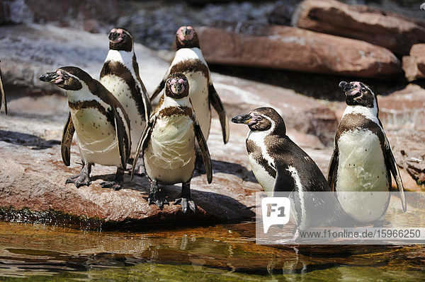 Humboldt-Pinguine an einem Gewässer