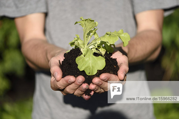 Close-up of a lettuce plant in hands of a man