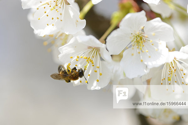 Honigbiene auf einer blühenden Vogel-Kirsche