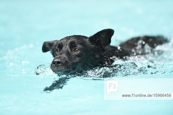 Mischlingshund schwimmt in einem Schwimmbecken